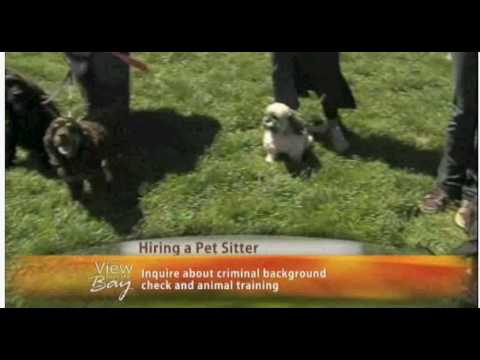 Fetch Pet Care-How to Find the Best Pet Sitter