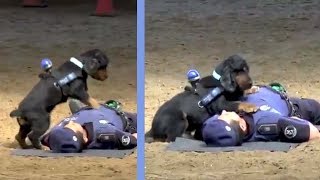 Adorable perrito reanima a un policía - Un cachorro valiente intenta ayudar a una persona.