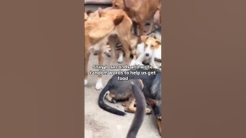 Link in our bio to donate any little to help us afford their food#please #help #straydogs #adopt