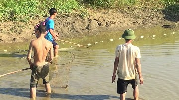 Kích cá ở ao lâu năm bắt được cá trê vàng