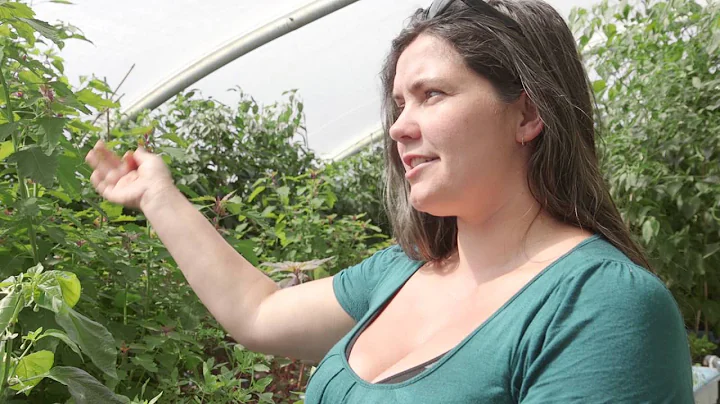 Rebecca Beebe: an aquaponic grower