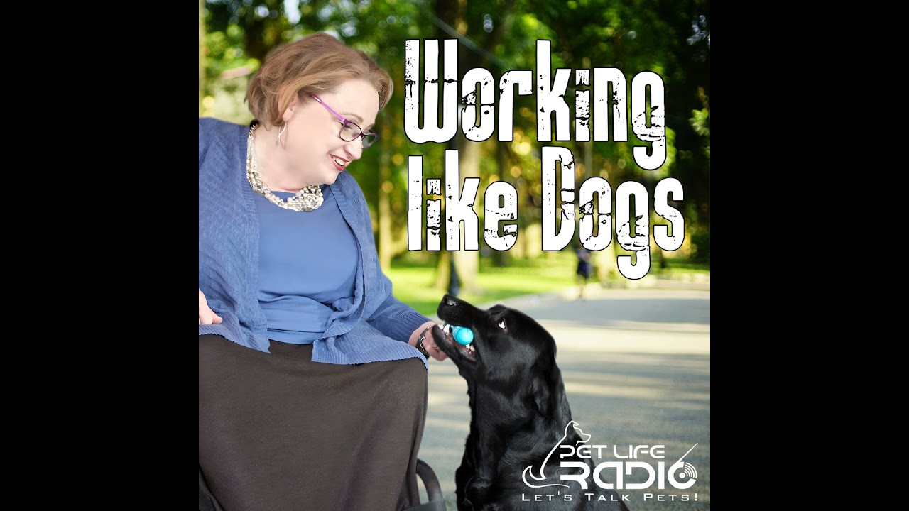 Working Like Dogs - Episode 200 Behind the Leash: How Service Dogs Transform Lives—Inside and Out...