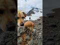 Florimontis caninus — mountain insect blooming elegantly when approached by curious species