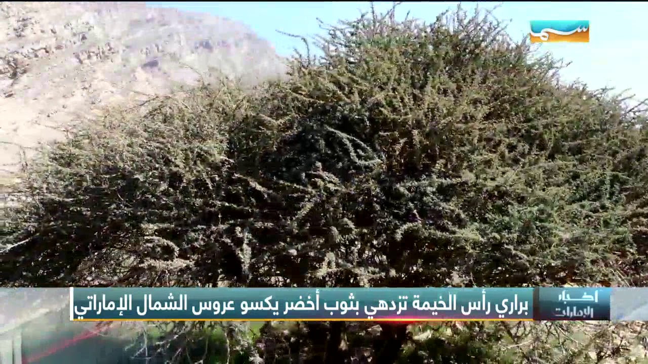 أخبار الإمارات | براري رأس الخيمة تزدهي بثوب أخضر يكسو عروس الشمال الإماراتي