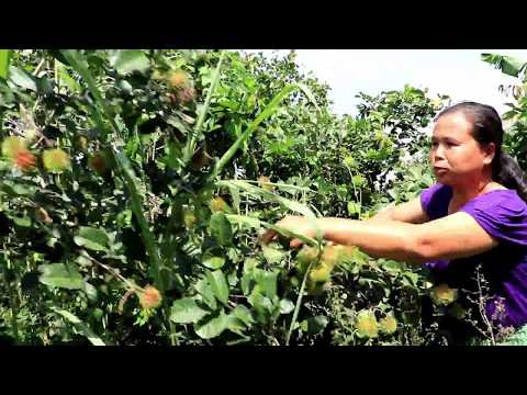 Video: Pruning Fig Trees - Thaum twg Kuv Yuav Prune Kuv Lub Thawv Fig Ntoo