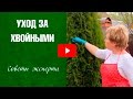 Уход за хвойными растениями в саду 🌲 Туя после зимы 🌟 Советы садоводам