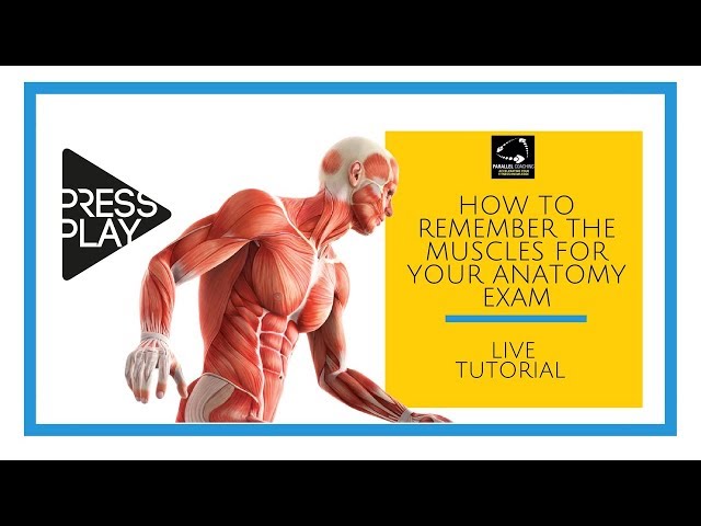 Best Way To Study Muscles Anatomy Preventing Muscle Atrophy
