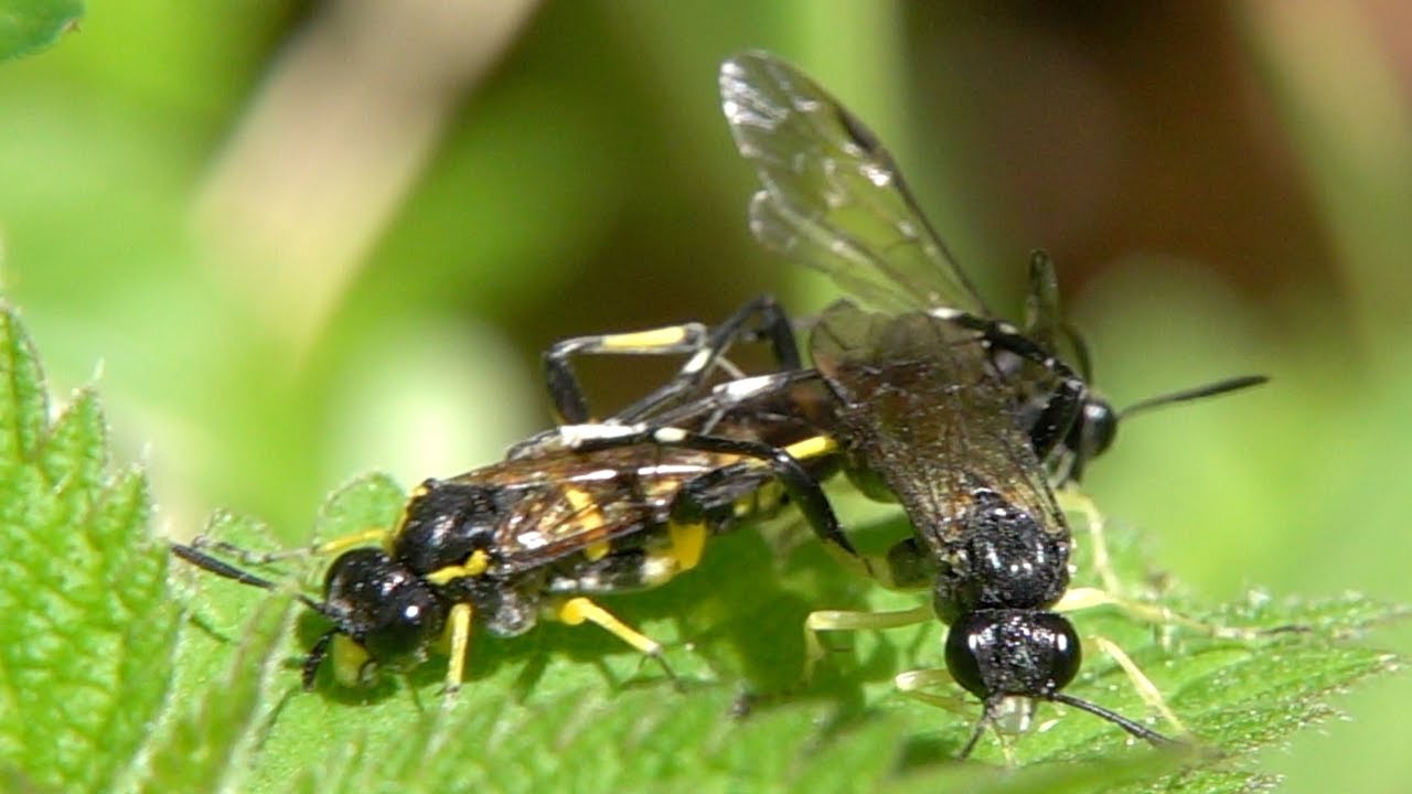 eifel rallye festival Thenthredinidae-Sex 3 is 1 too many. Blattwespen-Sex: 3 ist 1 zuviel