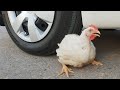 Aplastando Cosas Crujientes Y Suaves Pollo VS Rueda De Coche AutoTest