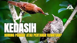 BURUNG KEDASIH: STRATEGI HIDUP PALING DIBENCI DI ALAM