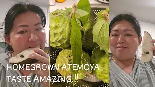 eating delicious home grown atemoya is the best!!