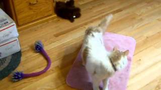 Turkish Van Kitten Plays and Jumps by 004irishelf 180 views 12 years ago 1 minute, 51 seconds