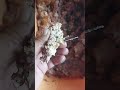 Raw Asafoetida। 100% pure Hing #shorts