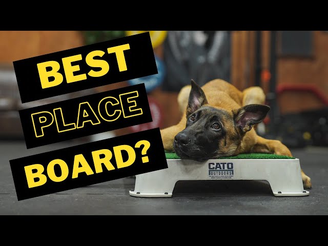 Cato Boards In Dog Training: Introduction and Benefits – German Shepherd  Shop