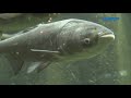 Invasive Carp in Tennessee rivers and lakes