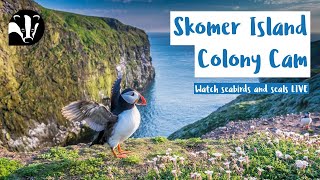 Puffin Colony Cam  Skomer Island Livestream