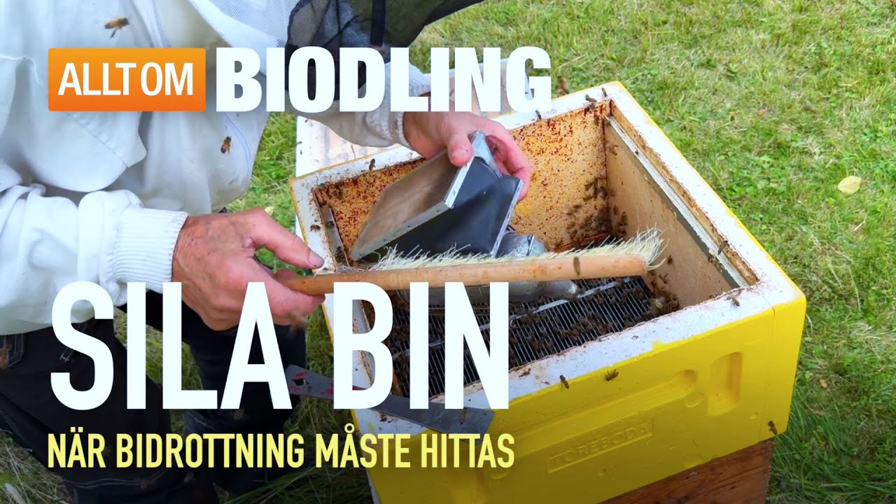 Sila bin - När bidrottning måste hittas | Biodling