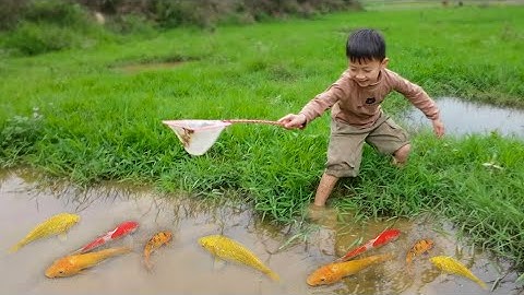 Em ổi tìm bắt cá vàng hoang dã ở vũng nước #cávàng #fishing #bắtcávàng #concá