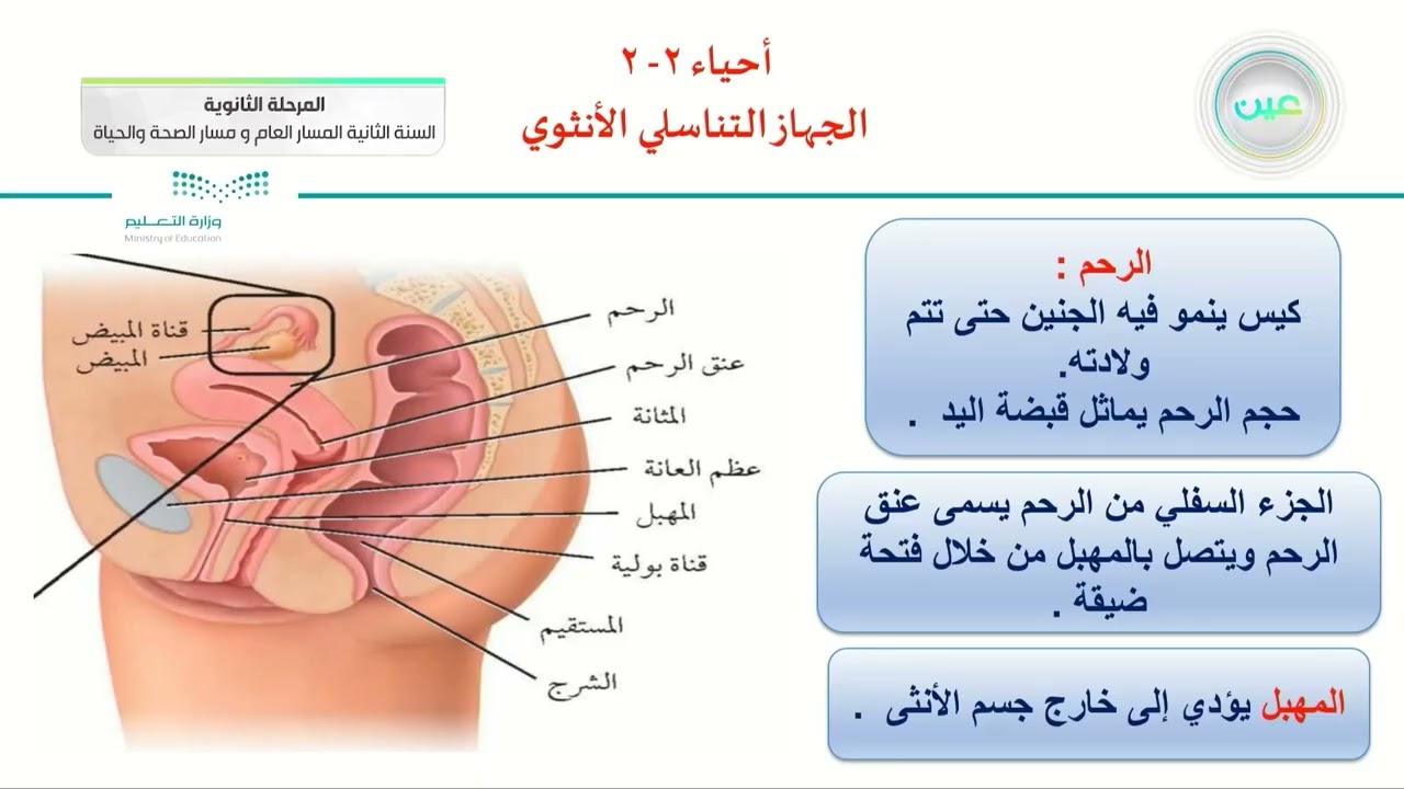 الجهاز التناسلي الأنثوي - الأحياء (2-2) - المسار العام والصحة والحياة - السنة الثانية