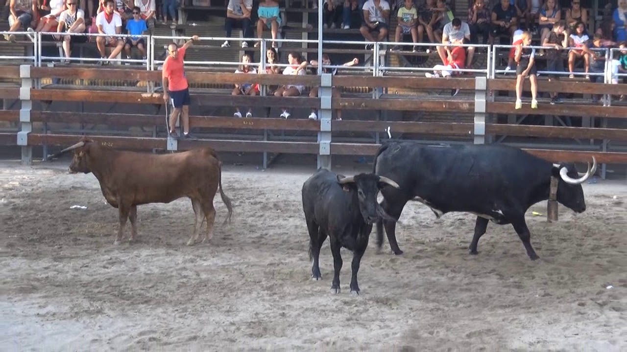 VAQUILLA NO QUERIA ENTRAR A CORRALES RIBAFORADA (NAVARRA) 25 -08 -2017.