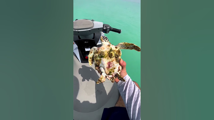 He saved a turtle’s life in the ocean ❤️