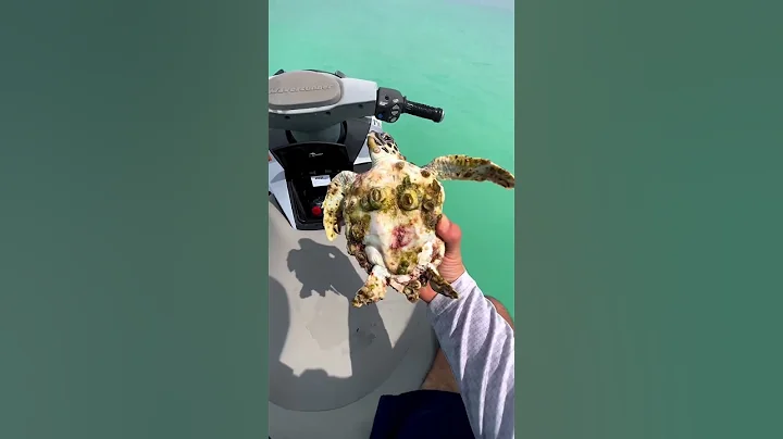 He saved a turtle’s life in the ocean ❤️ - DayDayNews