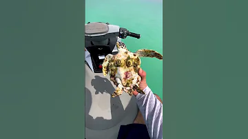 He saved a turtle’s life in the ocean ❤️