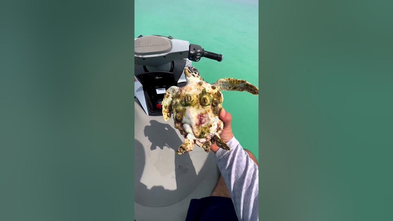 He saved a turtle’s life in the ocean ❤️ He saved a turtle’s life in the ocean ❤️