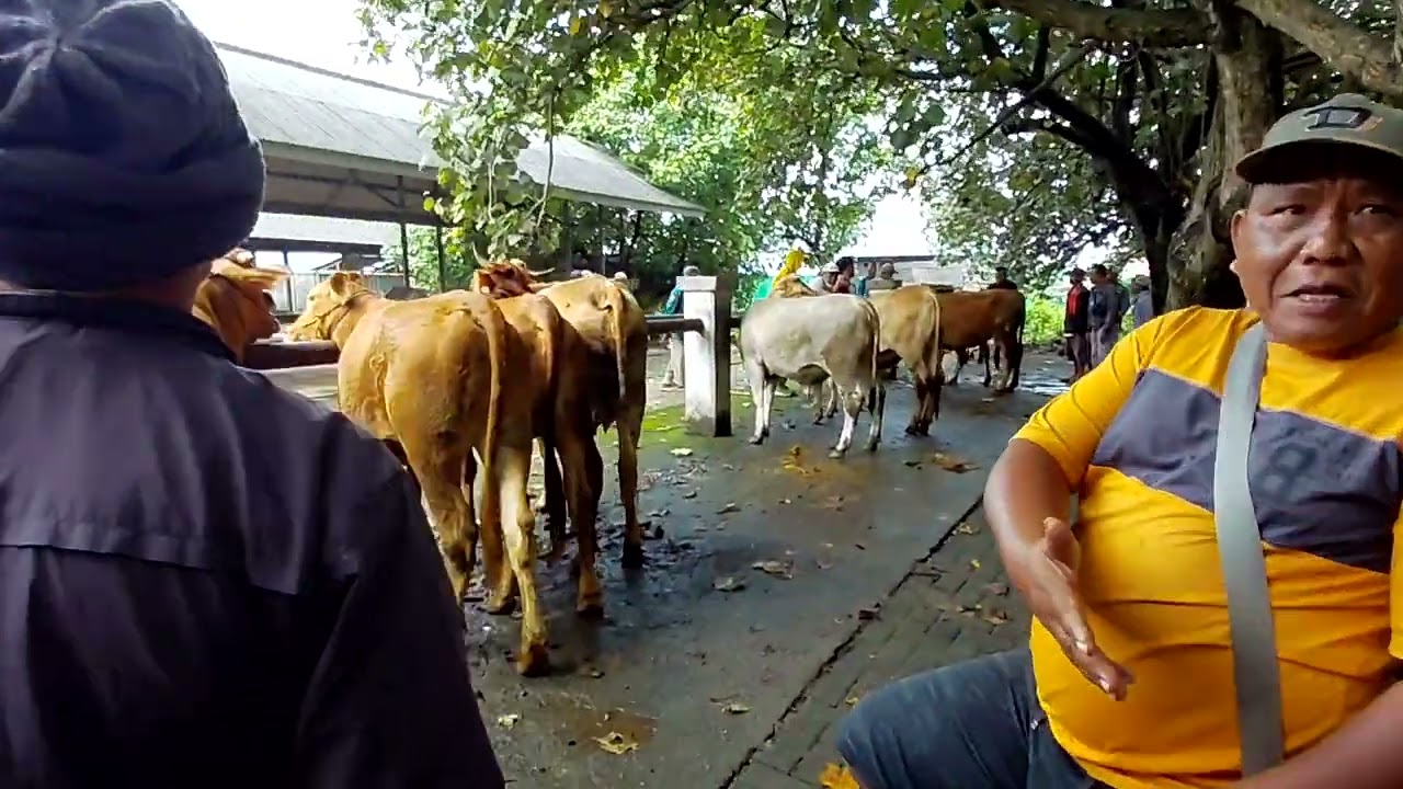 HARGA SAPI SIAPAN IDUL FITRI ‼️PASAR WAGE BUMIAYU