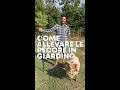 Come allevare le PECORE in GIARDINO