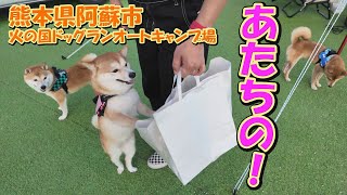 何も言わずに背中を貸してあげる懐のひろい豆柴が優しすぎました