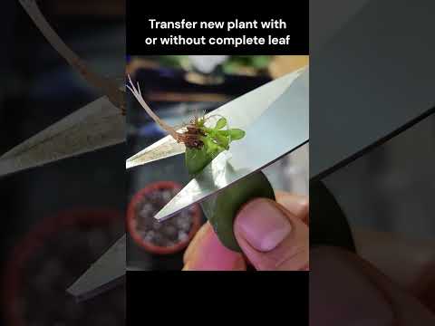 Wait For End Results! Secrets Of Propagating A Stunning Jade Plant From A Single Leaf #shorts