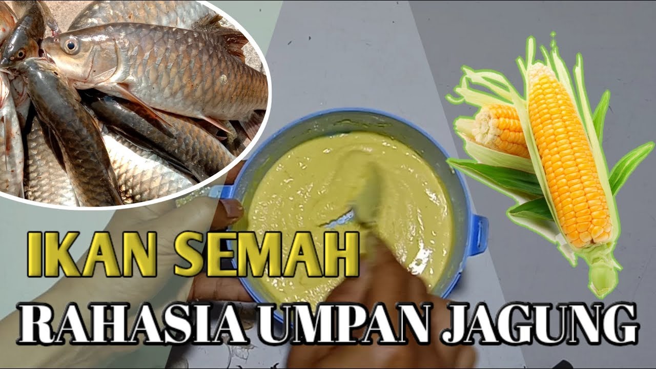 RAHASIA RACIKAN UMPAN JAGUNG IKAN SEMAH