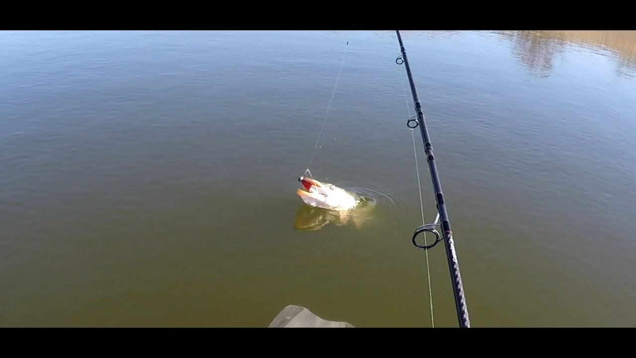 Ataque de lucio a superficie!