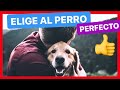 ¿Cómo ELEGIR al PERRO PERFECTO PARA TI? 🟢 ► [ESTO NO LO SABÍAS] 👈