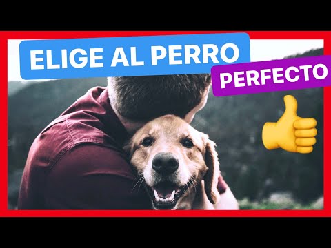 Video: 4 pasos simples para elegir el veterinario adecuado para tu perro y para ti