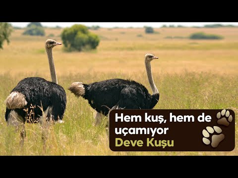 Video: Afrika devekuşu: açıklama ve ilginç gerçekler