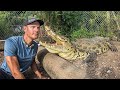 Training two HUGE CROCODILES!