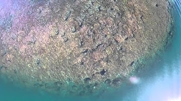 Reefs from Above - Drones For Science