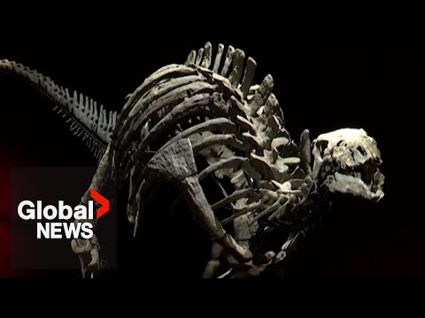 Exceptionally well-preserved dinosaur skeleton to go on auction in Paris