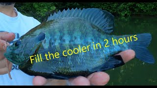 How to fill the cooler full of Bluegill in 2 hours.