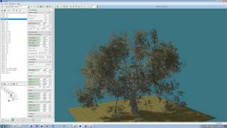 Oak tree timelapse