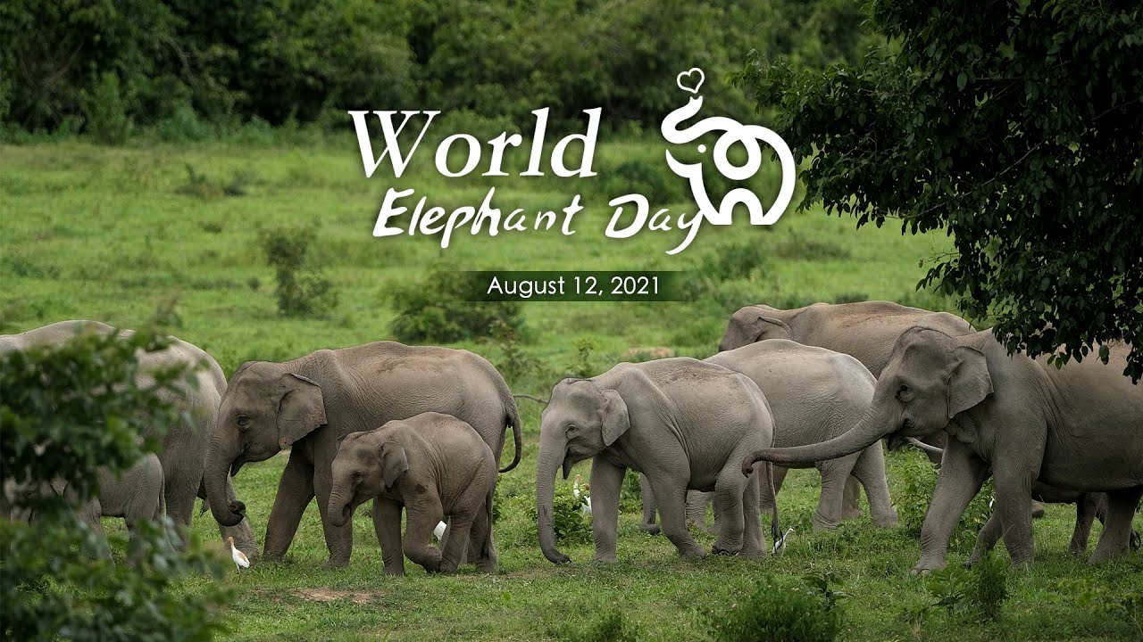 Elephants world. World Elephant Day. Слон на Сари. Elliphant - best people in the World.