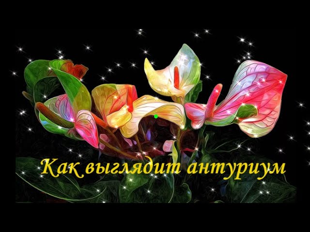 Как выглядит антуриум