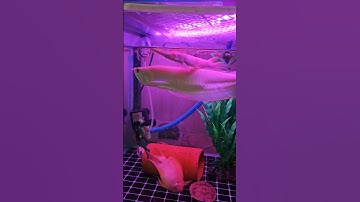 Ngắm Cá & Rùa bụng hồng ăn trùn huyết đông lạnh tại Ú Ù PETSHOP CPC