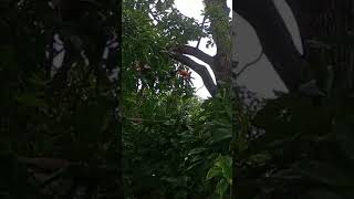 Olha que veio nos fazer uma visitinha, um belo tucano
