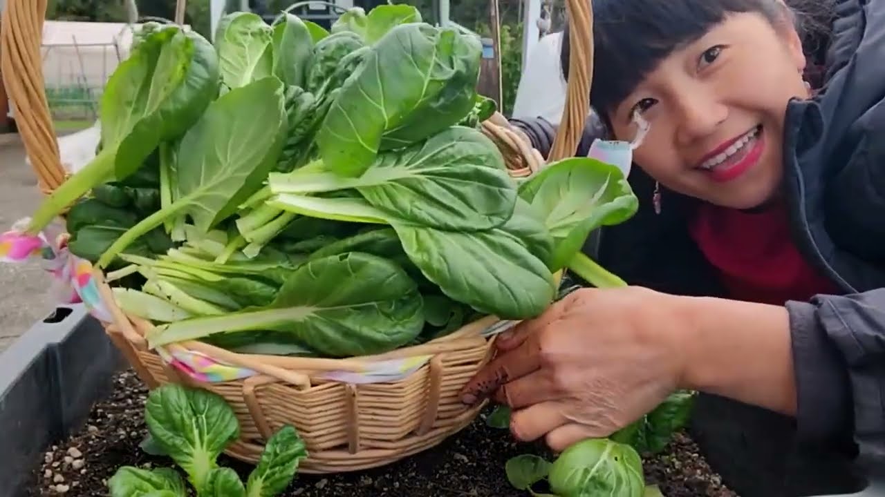 FULL VIDEO ,MỘT TUẦN THU HOẠCH MĂNG TÂY,XÀ LÁCH, CẢI CAY,RAU CỦ VƯỜN NHÀ