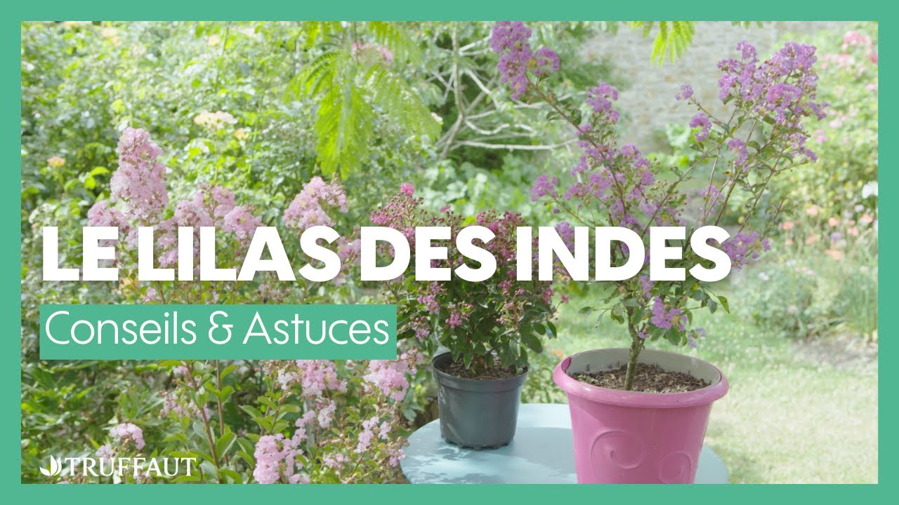Bouturer Lila Des Indes