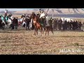 فروسية .. فرسان بئر العاتر وبئر مقدم والحمامات وتازبنت 2019