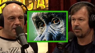 Joe Rogan: The Mysteries of the Whites of the Eyes in Chimpanzee – James Reed #1988